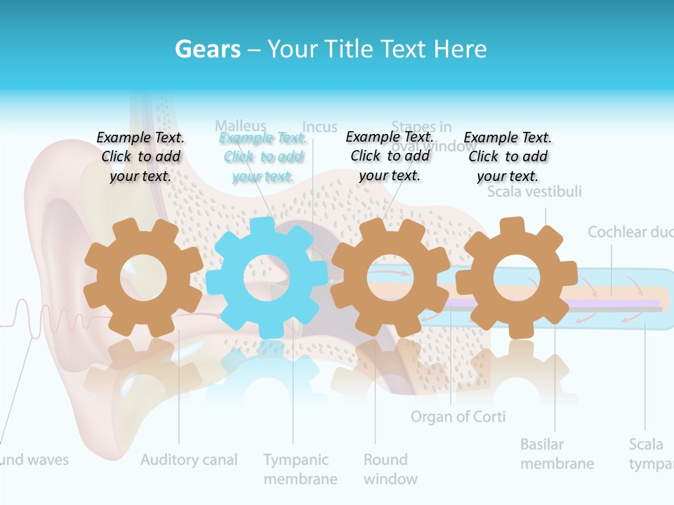Illustration Scala Vestibuli Hearing PowerPoint Template