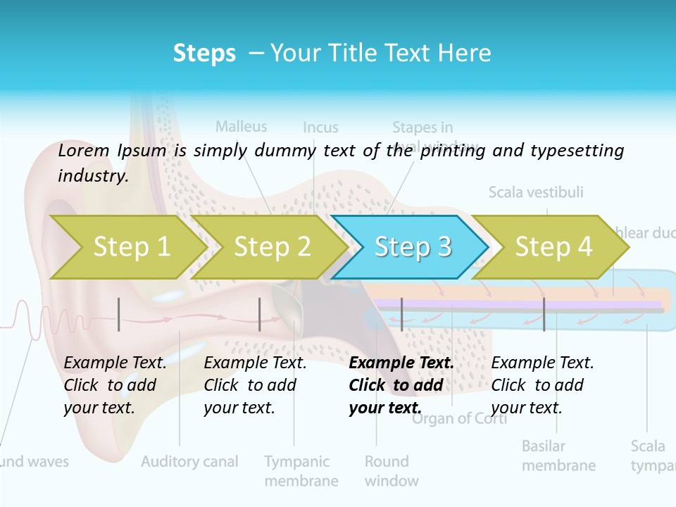 Illustration Scala Vestibuli Hearing PowerPoint Template