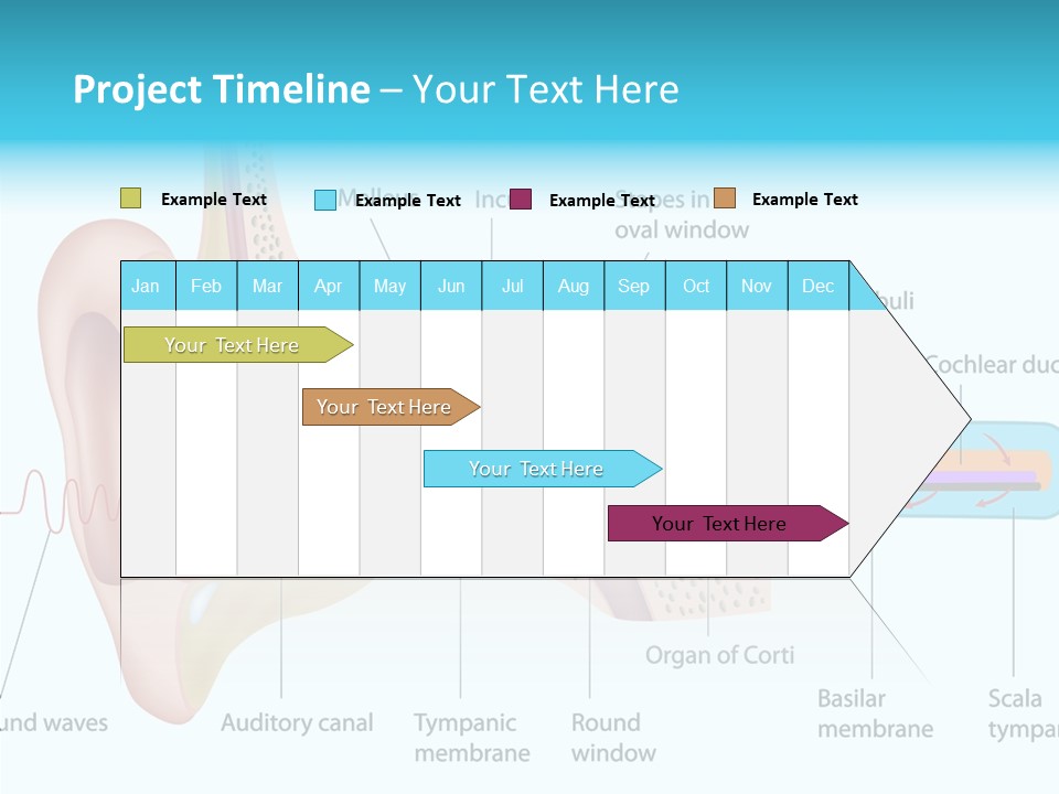 Illustration Scala Vestibuli Hearing PowerPoint Template