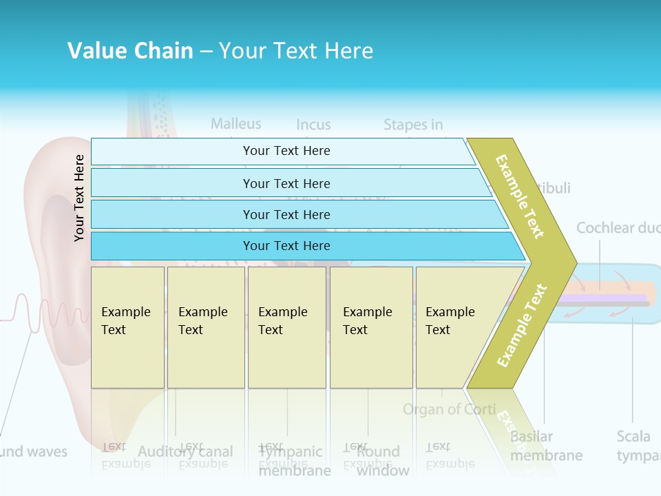 Illustration Scala Vestibuli Hearing PowerPoint Template