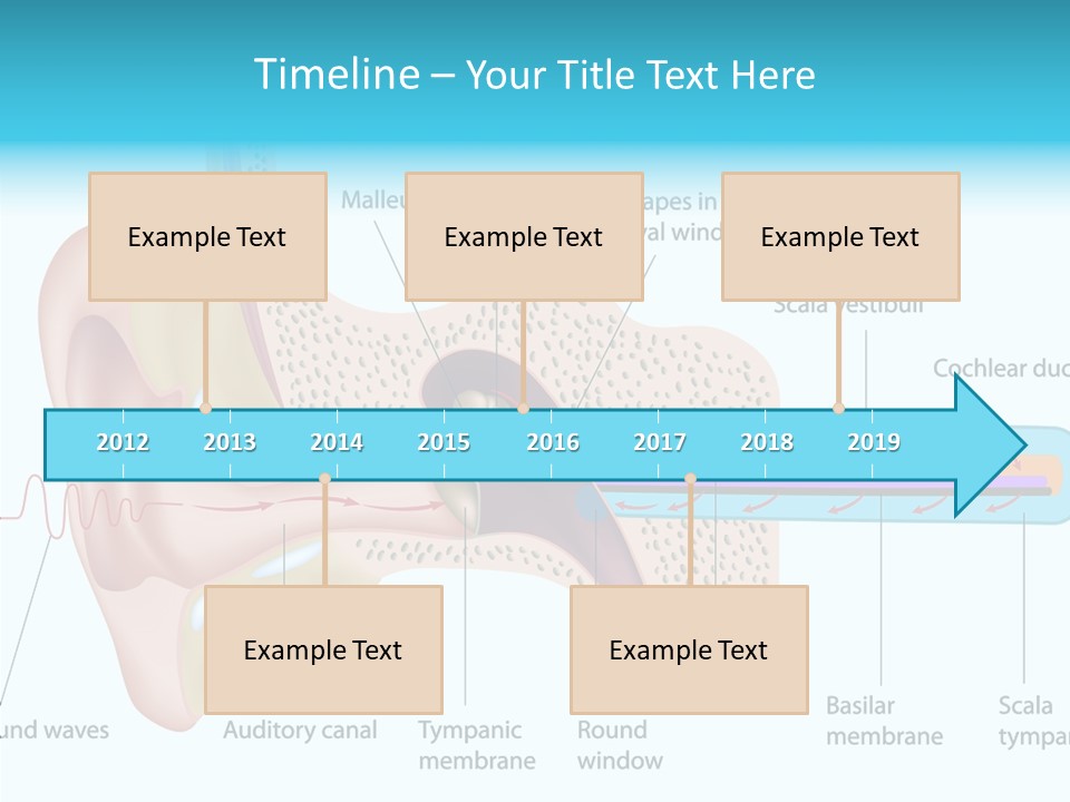 Illustration Scala Vestibuli Hearing PowerPoint Template