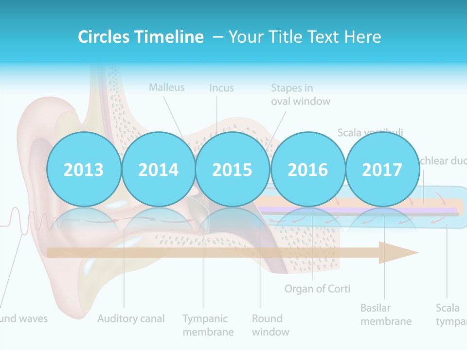Illustration Scala Vestibuli Hearing PowerPoint Template