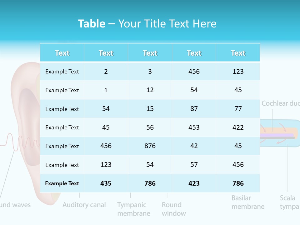 Illustration Scala Vestibuli Hearing PowerPoint Template