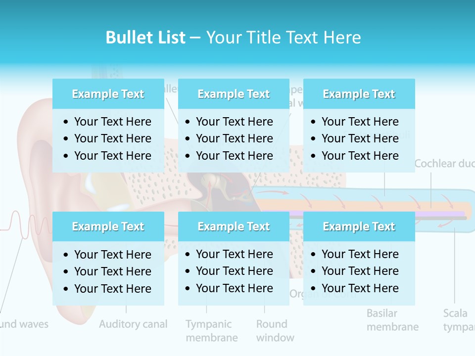 Illustration Scala Vestibuli Hearing PowerPoint Template