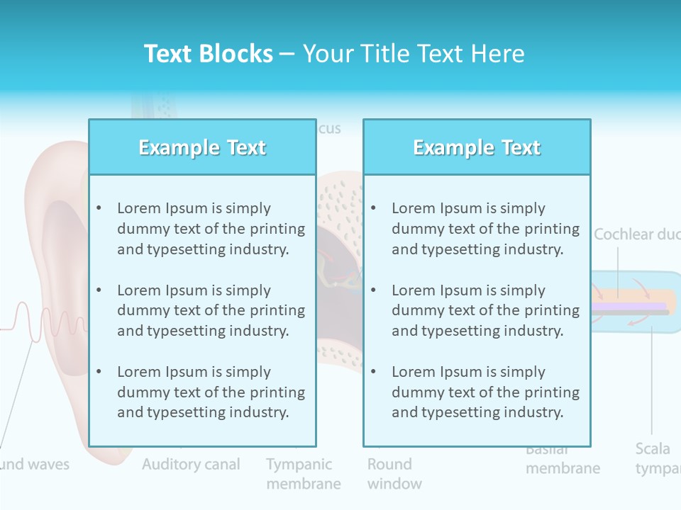 Illustration Scala Vestibuli Hearing PowerPoint Template