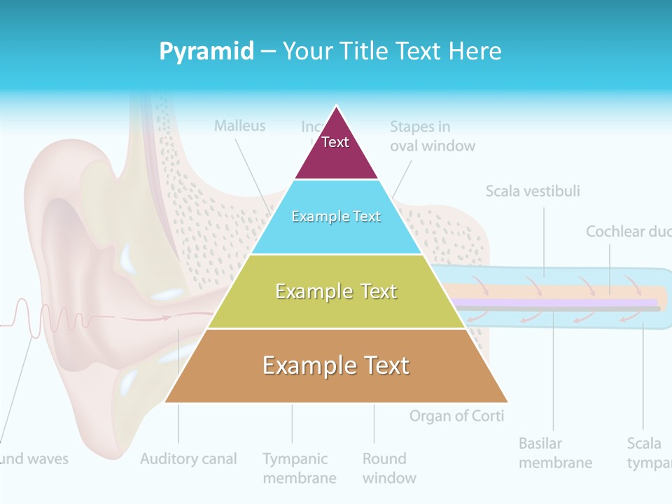 Illustration Scala Vestibuli Hearing PowerPoint Template