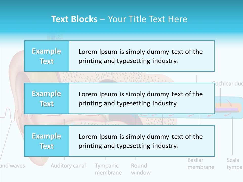 Illustration Scala Vestibuli Hearing PowerPoint Template