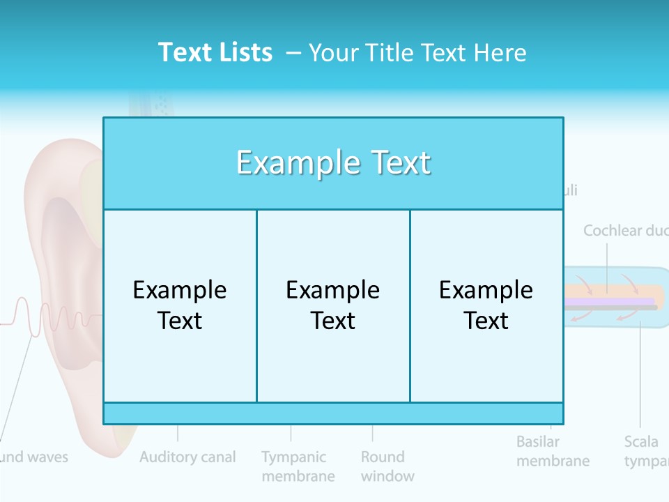 Illustration Scala Vestibuli Hearing PowerPoint Template