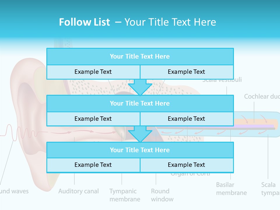 Illustration Scala Vestibuli Hearing PowerPoint Template