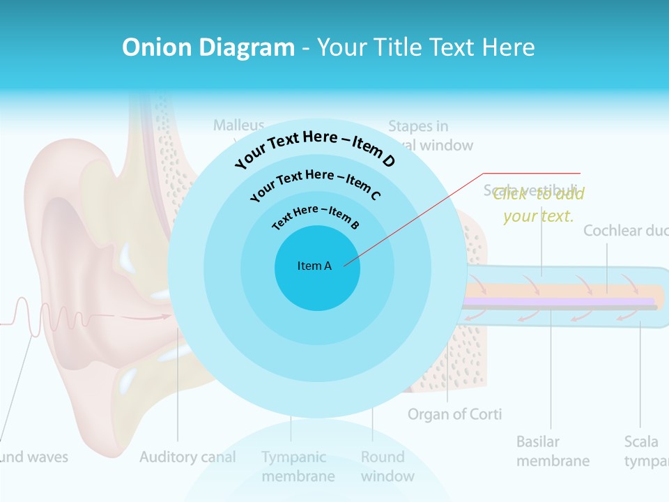 Illustration Scala Vestibuli Hearing PowerPoint Template