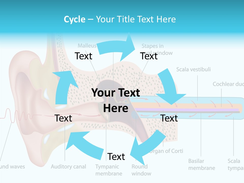 Illustration Scala Vestibuli Hearing PowerPoint Template