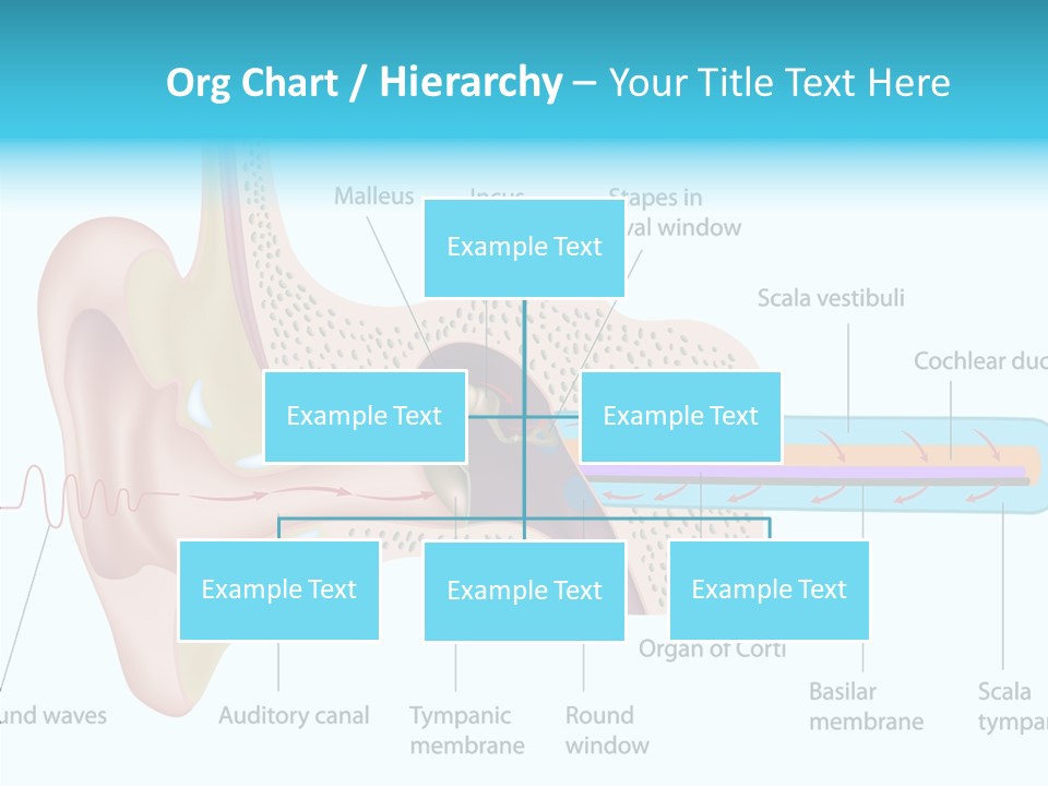 Illustration Scala Vestibuli Hearing PowerPoint Template