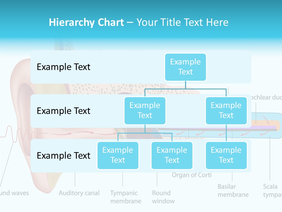 Illustration Scala Vestibuli Hearing PowerPoint Template