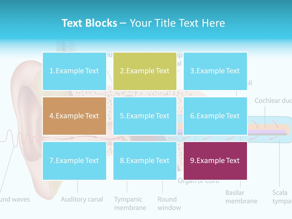 Illustration Scala Vestibuli Hearing PowerPoint Template