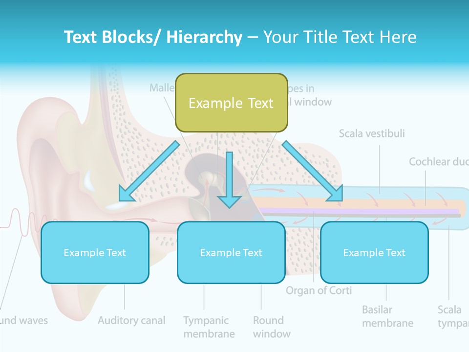 Illustration Scala Vestibuli Hearing PowerPoint Template
