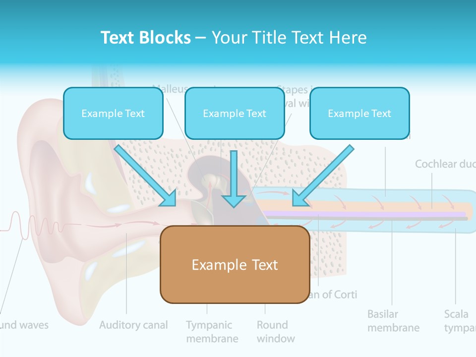 Illustration Scala Vestibuli Hearing PowerPoint Template