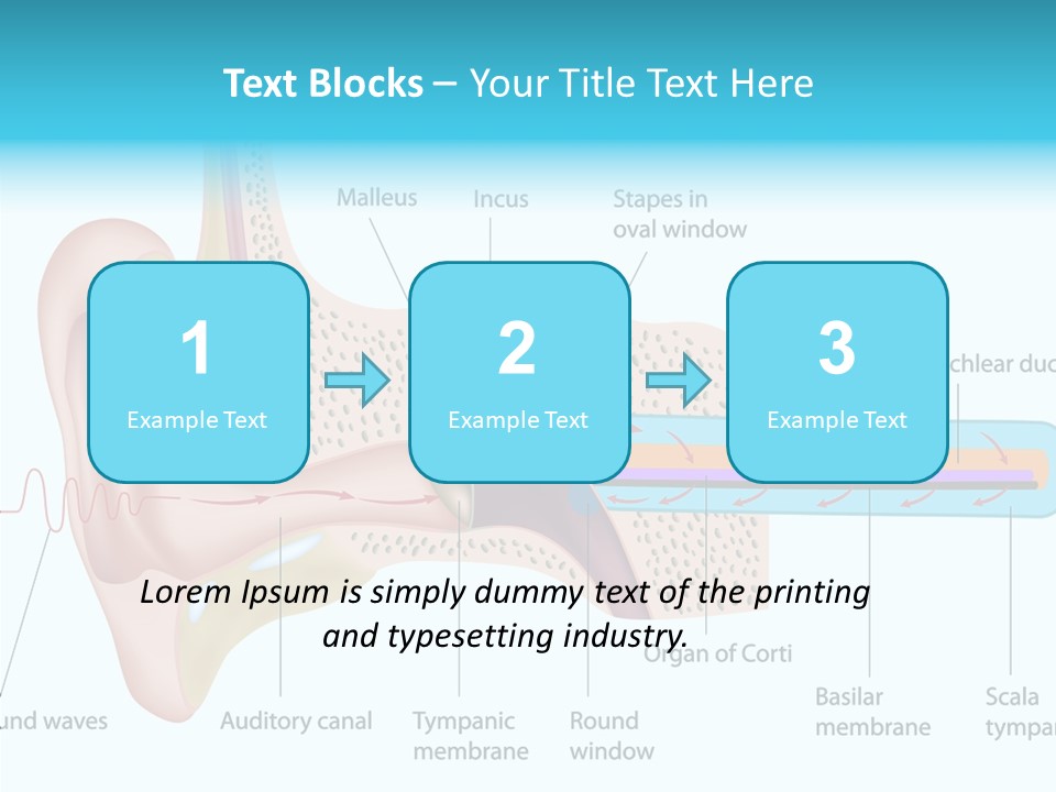 Illustration Scala Vestibuli Hearing PowerPoint Template