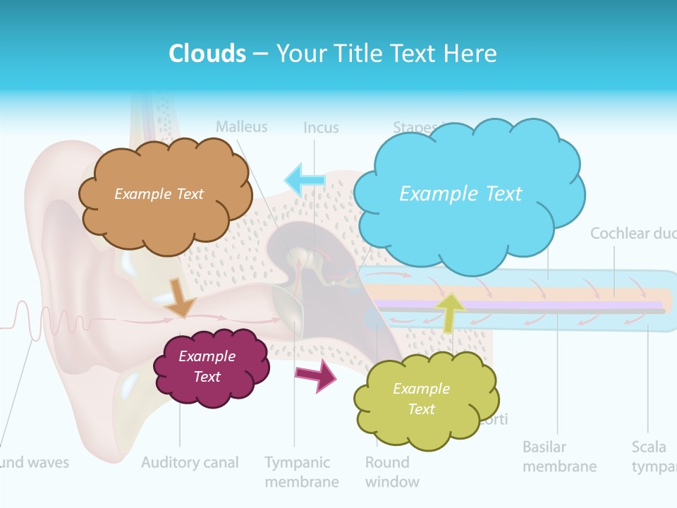 Illustration Scala Vestibuli Hearing PowerPoint Template