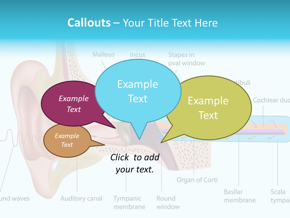 Illustration Scala Vestibuli Hearing PowerPoint Template
