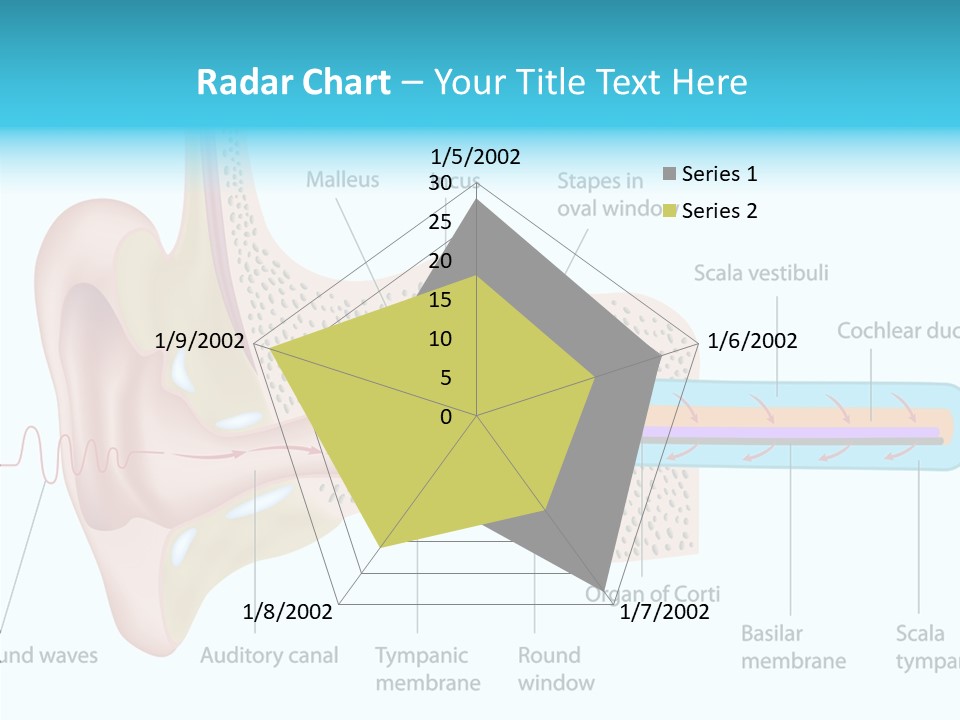 Illustration Scala Vestibuli Hearing PowerPoint Template