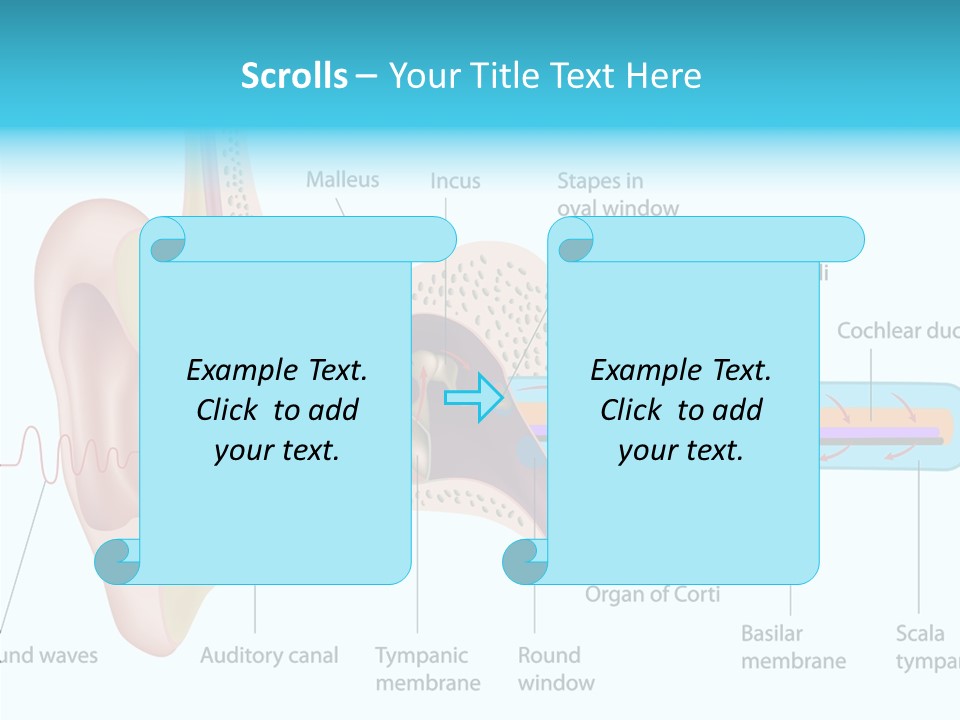Illustration Scala Vestibuli Hearing PowerPoint Template