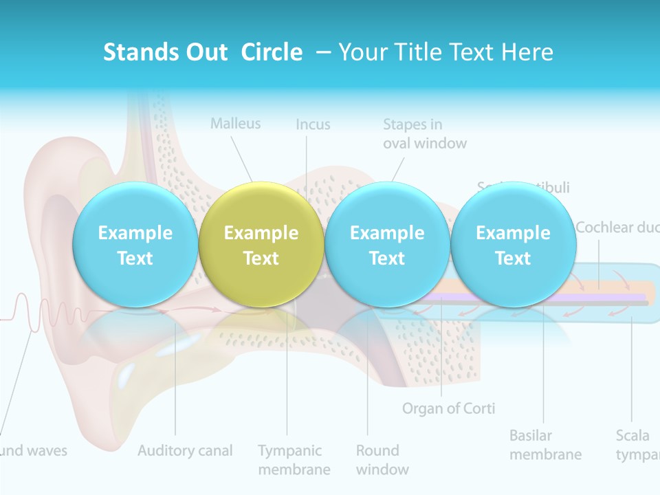 Illustration Scala Vestibuli Hearing PowerPoint Template