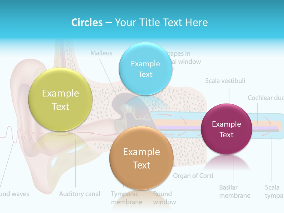 Illustration Scala Vestibuli Hearing PowerPoint Template
