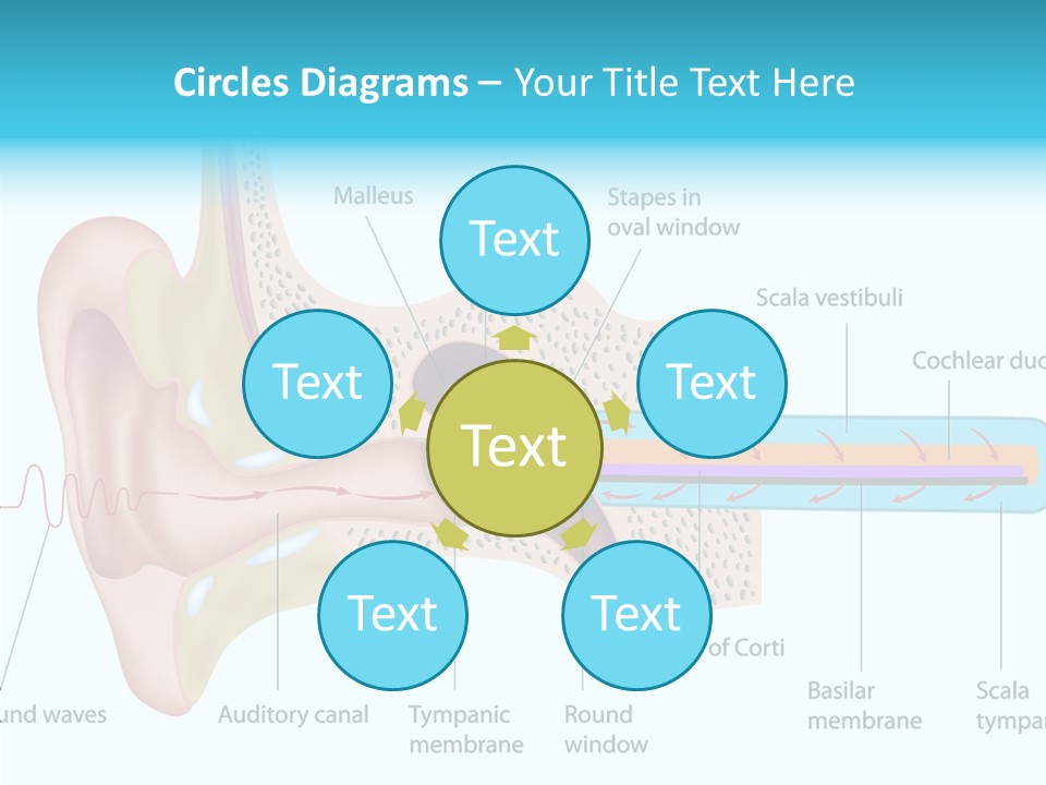 Illustration Scala Vestibuli Hearing PowerPoint Template