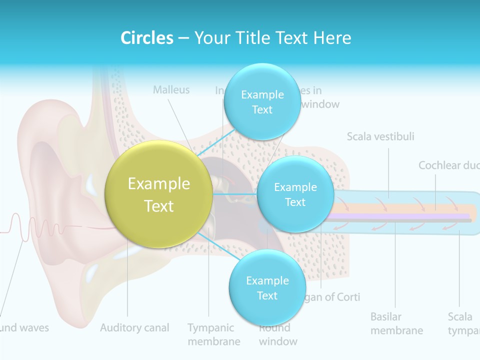 Illustration Scala Vestibuli Hearing PowerPoint Template