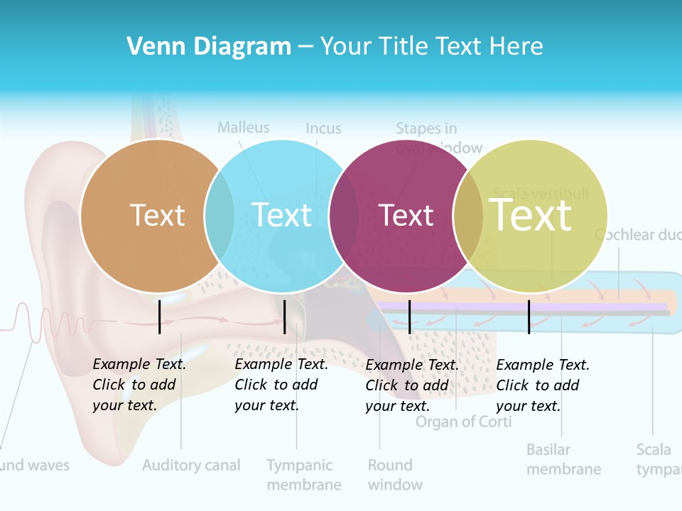 Illustration Scala Vestibuli Hearing PowerPoint Template