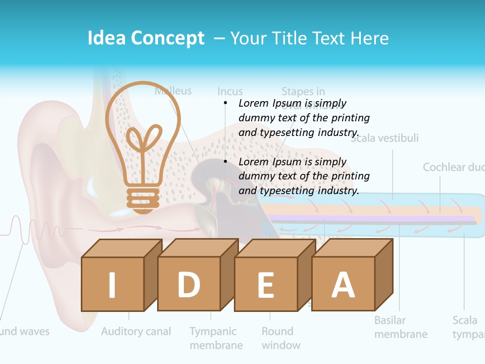 Illustration Scala Vestibuli Hearing PowerPoint Template