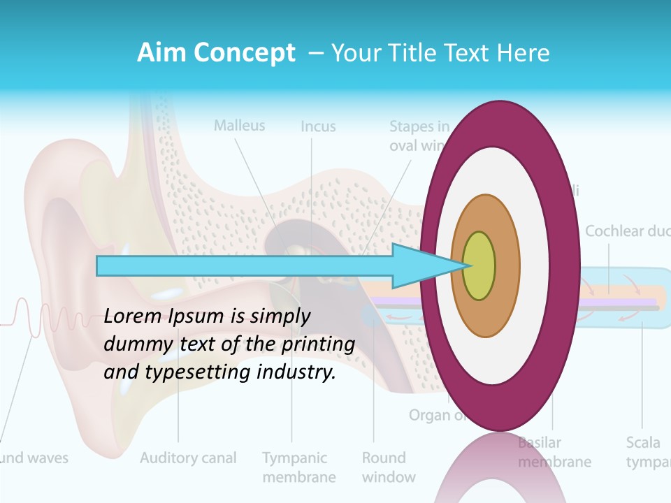 Illustration Scala Vestibuli Hearing PowerPoint Template