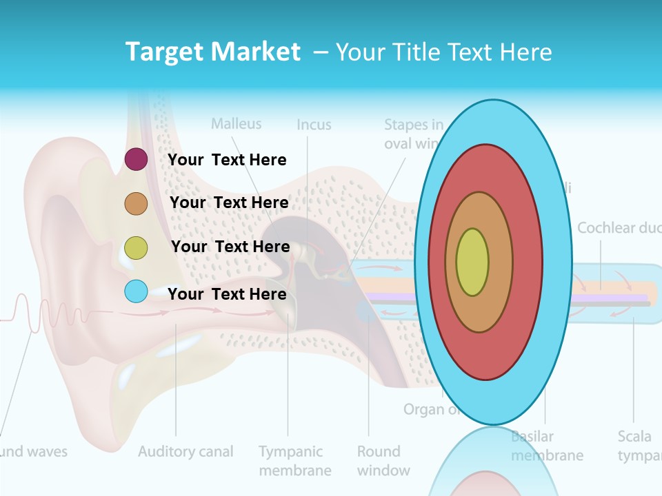 Illustration Scala Vestibuli Hearing PowerPoint Template