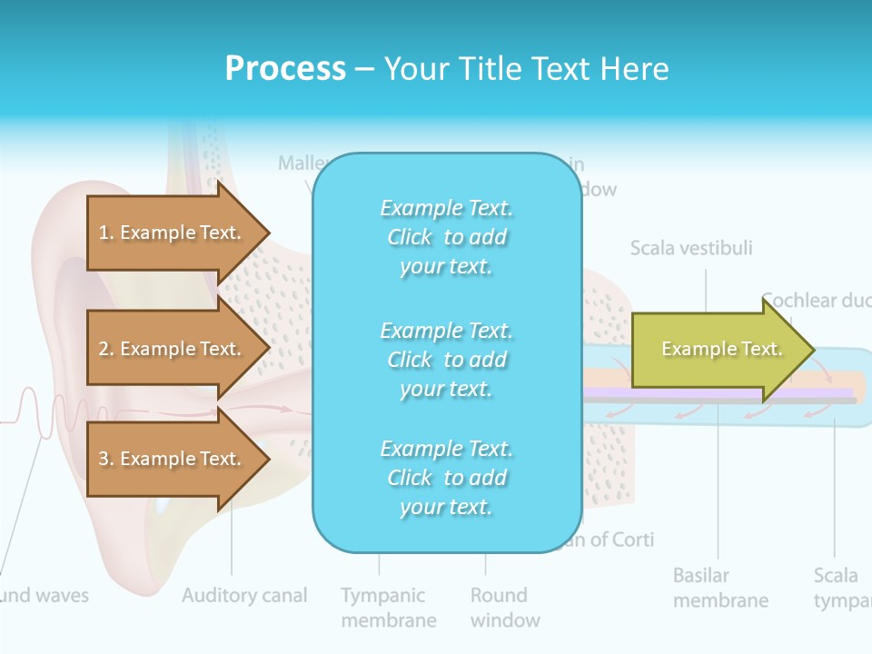 Illustration Scala Vestibuli Hearing PowerPoint Template
