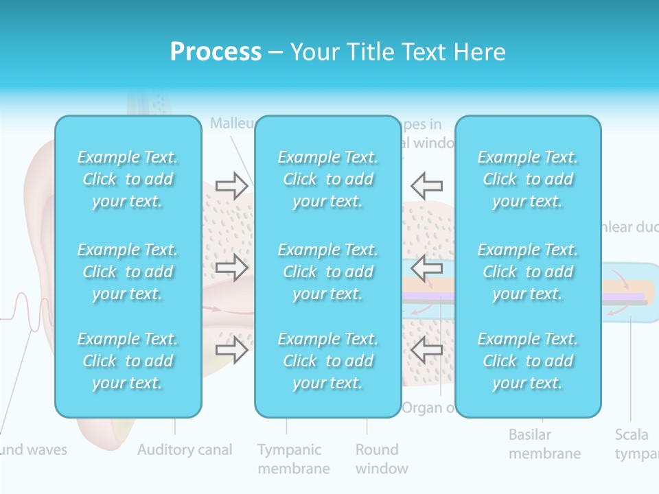 Illustration Scala Vestibuli Hearing PowerPoint Template