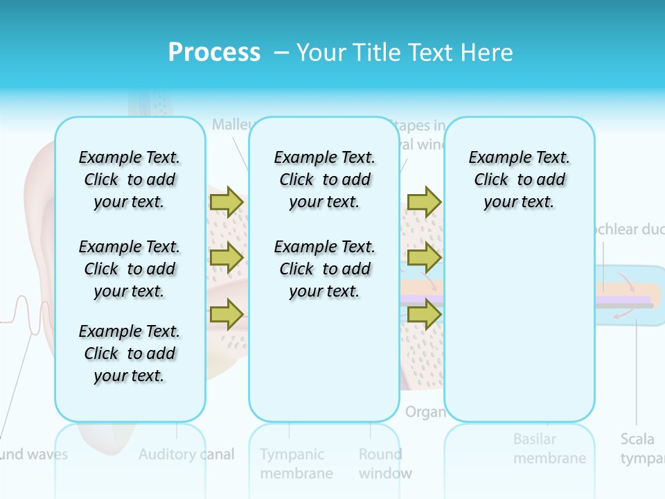Illustration Scala Vestibuli Hearing PowerPoint Template