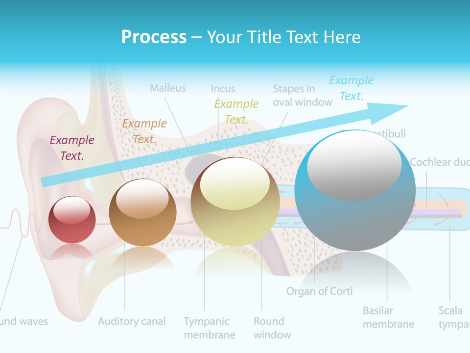 Illustration Scala Vestibuli Hearing PowerPoint Template