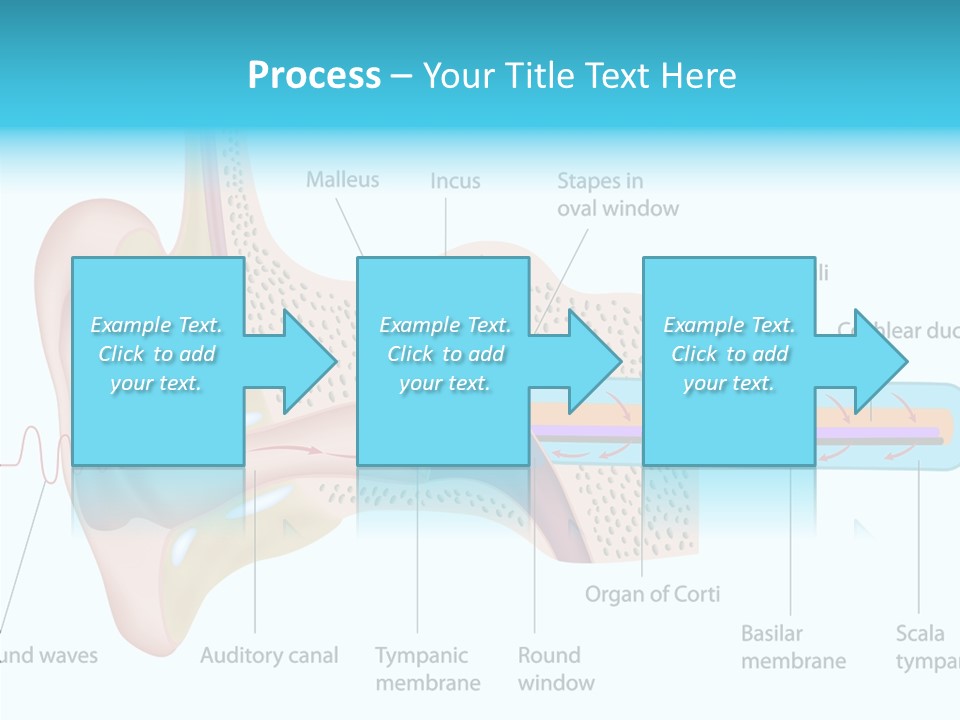 Illustration Scala Vestibuli Hearing PowerPoint Template