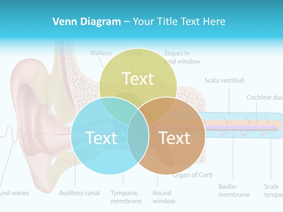 Illustration Scala Vestibuli Hearing PowerPoint Template