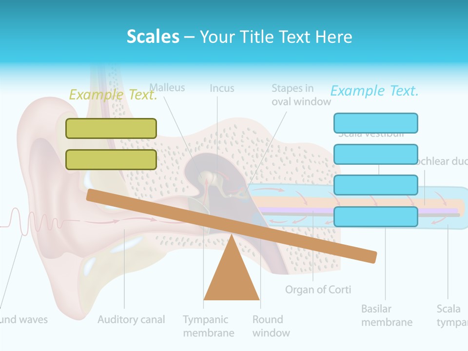 Illustration Scala Vestibuli Hearing PowerPoint Template