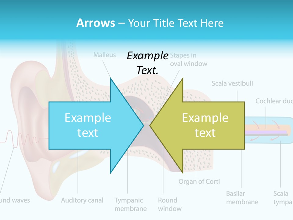 Illustration Scala Vestibuli Hearing PowerPoint Template