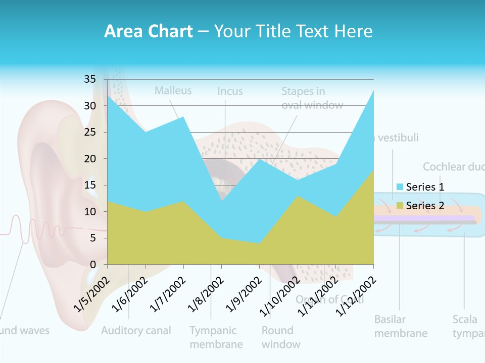 Illustration Scala Vestibuli Hearing PowerPoint Template