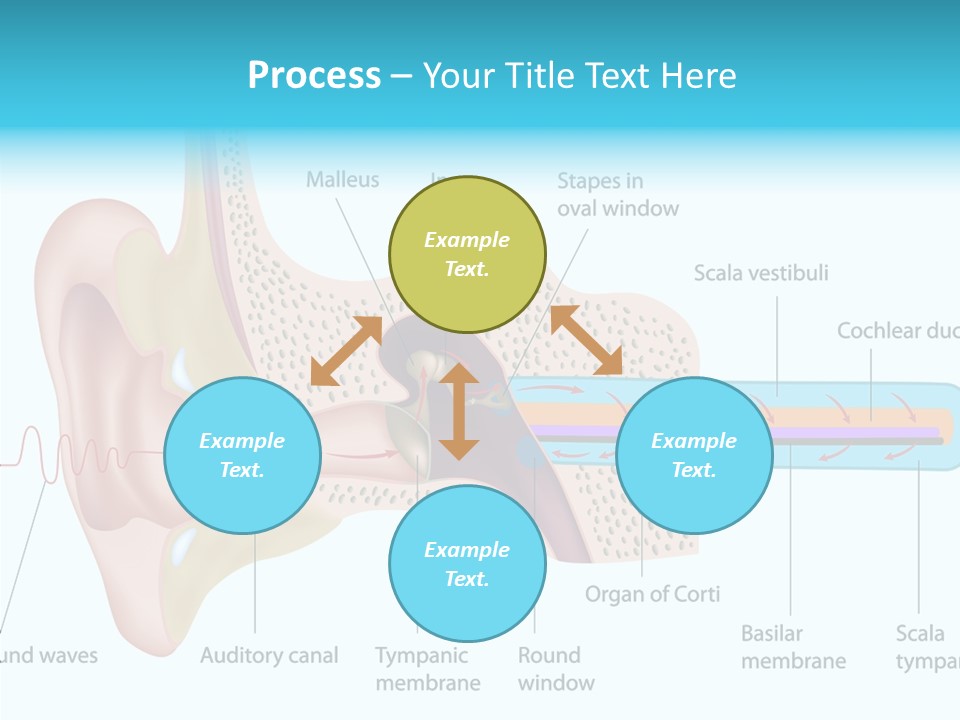 Illustration Scala Vestibuli Hearing PowerPoint Template