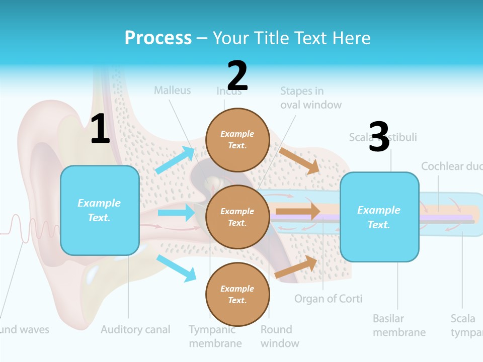 Illustration Scala Vestibuli Hearing PowerPoint Template
