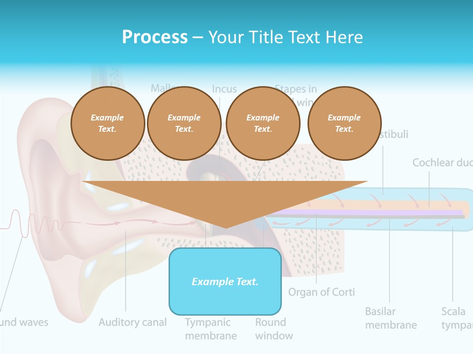 Illustration Scala Vestibuli Hearing PowerPoint Template