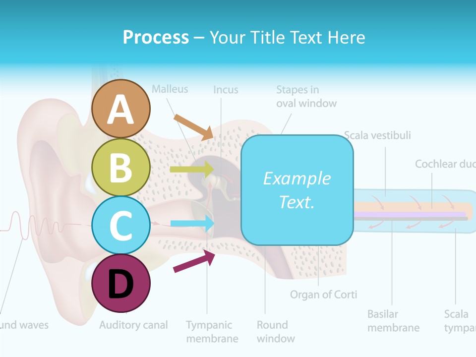 Illustration Scala Vestibuli Hearing PowerPoint Template