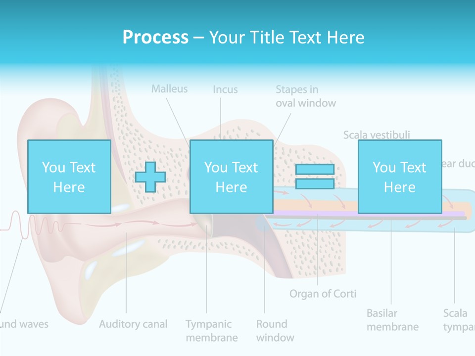 Illustration Scala Vestibuli Hearing PowerPoint Template