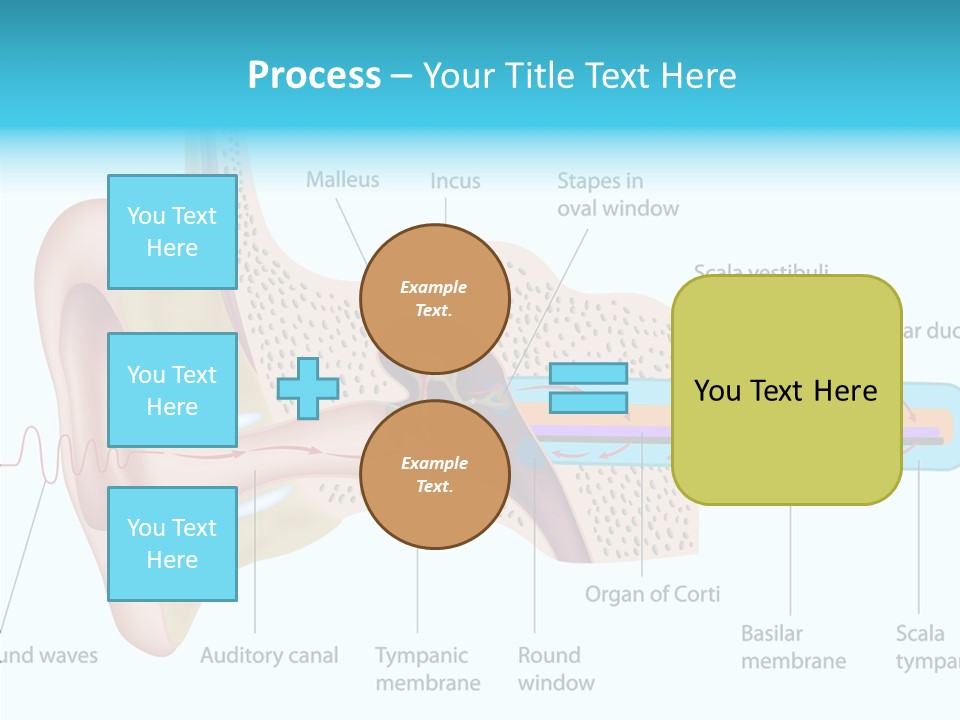 Illustration Scala Vestibuli Hearing PowerPoint Template