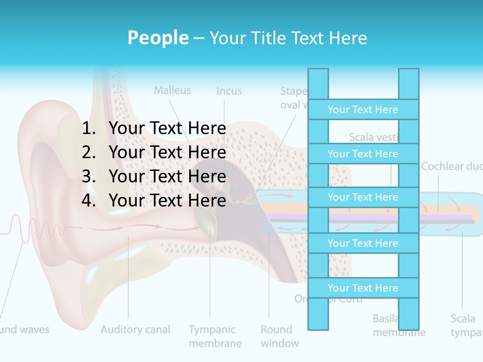 Illustration Scala Vestibuli Hearing PowerPoint Template