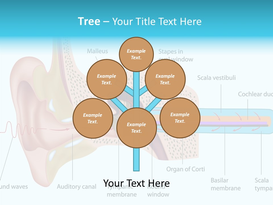 Illustration Scala Vestibuli Hearing PowerPoint Template